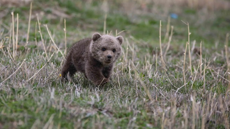 Baby Brown Bear, Wild Animal Conservation and Rehabilitation Center, Van, Turkey